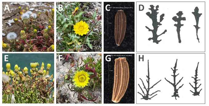 Fig. 2 Comparative morphology for Malacothrix indecora and M. squalida. A, Malacothrix indecora habit. B, M. indecora mustard yellow ligulate head and green-purple phyllaries. C, M. indecora narrowly elliptic and dark brown cypsela. D, M. indecora leaf outline (from Davis 1997, used with permission from California Botanical Society), note the obtuse leaf lobes. E, Malacothrix squalida habit, phyllaries with distinctly translucent margins and purple-green midstripe. F, M. squalida light yellow ligulate head. G, M. squalida narrowly oblong cypsela. H, M. squalida leaf outline (from Davis 1997, used with permission from California Botanical Society), note acute leaf tips.