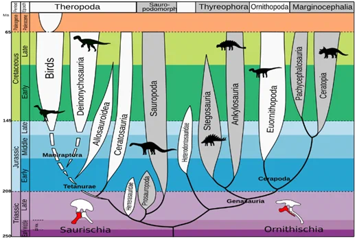 Picture of phylogeny of main dinosaurs groups. 