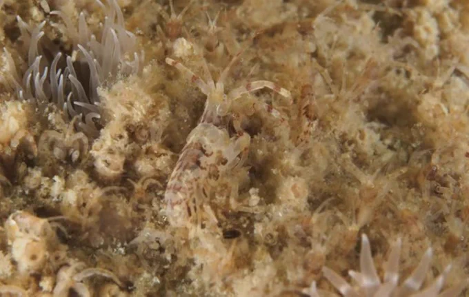 Fouling sample on wind turbine foundations containing small shrimp and anemones. Photo: Oscar Bos, Wageningen Marine Research.