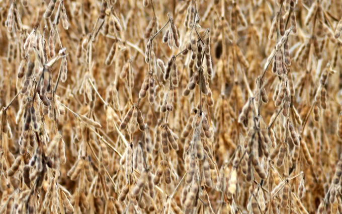 Mature soybeans in a field near Gilbert, Iowa. 
