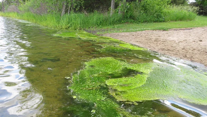 Green algae building up against a sandy shoreline. Credit: MPCA.