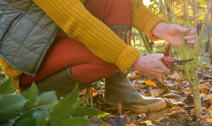 Woman using pruning shears to cut back dahlia plant foliage before digging up the tubers for winter storage