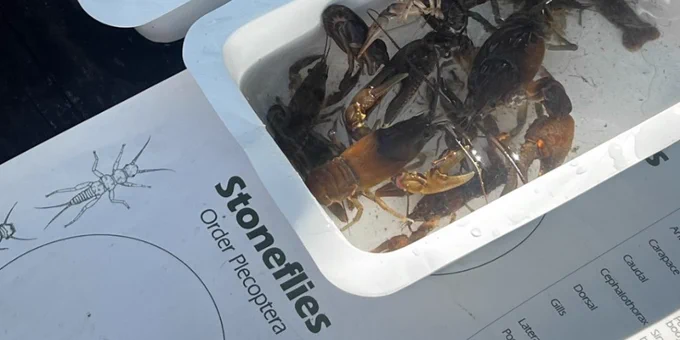 A container holds several crayfish on top of an educational display about Stoneflies, indicating a field study or educational demonstration.