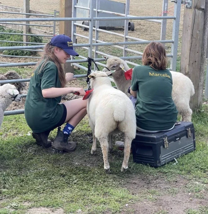 Cobtree Young Farmers Club members with lambs.