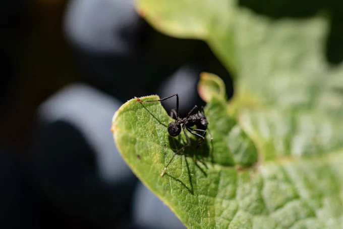 Acromyrmex lobicornis in vineyards