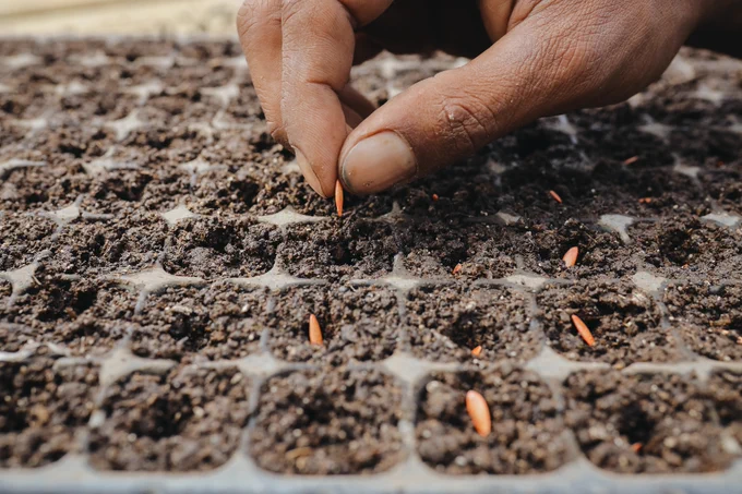 Close-up of a person's hand planting seeds in a soil tray.