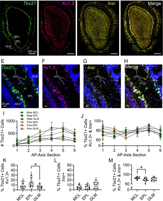 Colocalization of MCs and sTCs with the Kv1.3 and Insr using RNAscope.