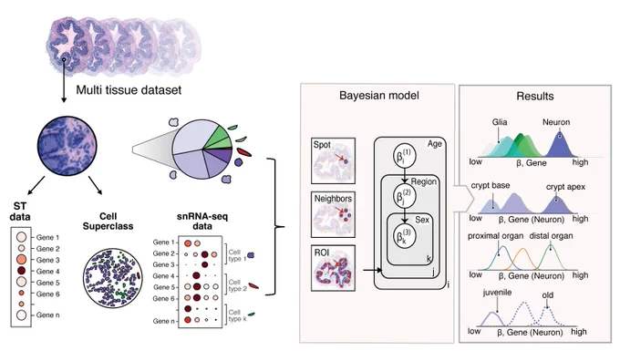 cSplotch Summary Schematic