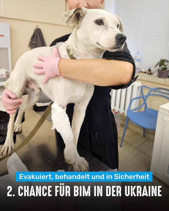 Hund Bim mit verbundenem Bein in den Armen eines Helfers