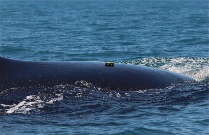 Photo Credits: Dave Haas, FaunaLabs.