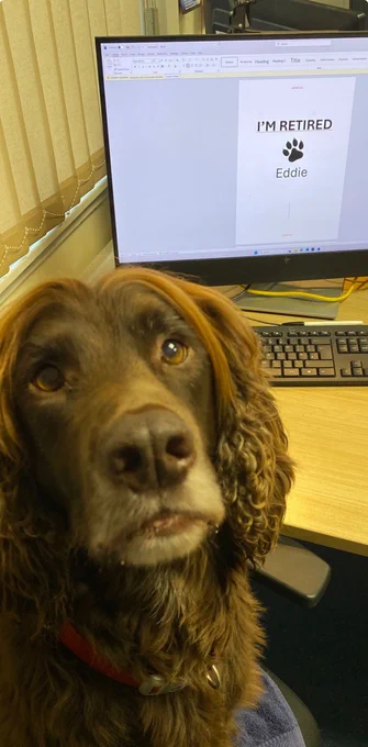 RPD Eddie, a brown Sprocker Spaniel is sitting at a desk facing the camera. Behind him is a desktop PC keyboard and monitor. On the screen is an image of an A4 piece of paper that’s states; I’m Retired, with a paw print image and signed Eddie.