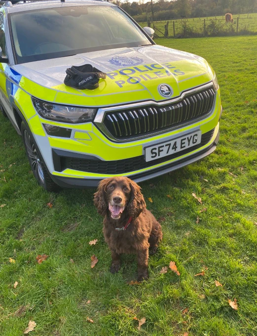 RPD Eddie, a brown Sprocker Spaniel is sitting facing the camera with his tongue out.  Behind him is a Skoda Kodiaq Police Dog Vehicle in Police Scotland livery and on the bonnet is the black working harness of RPD Eddie.  Eddie and the vehicle are on grass within a field.