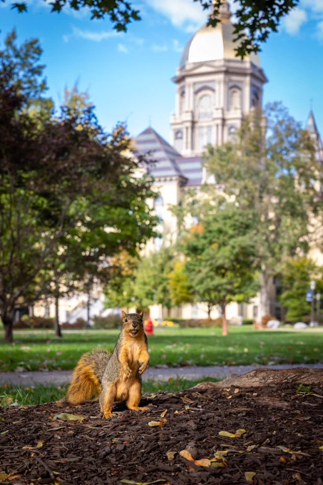 A squirrel stands alert on the ground with fallen leaves, with the University of Notre Dame's Main Building and its distinctive golden dome blurred in the background.