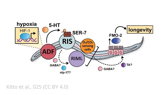 Working model of the hypoxia-mediated longevity pathway.
