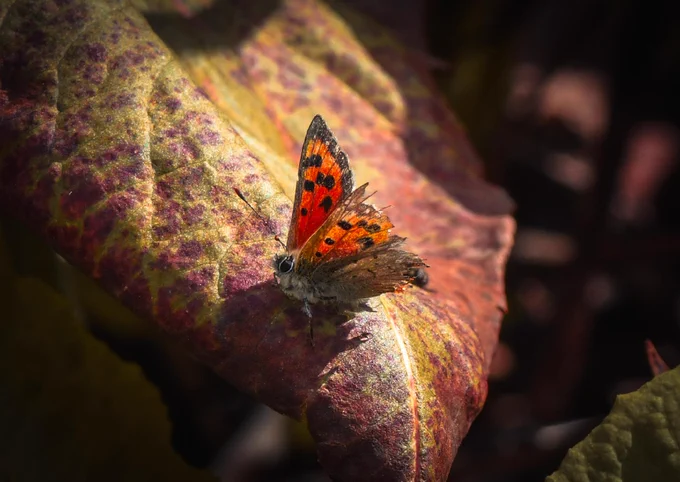 A tiny Small Copper butterfly basking in a ray of sunshine on an autumn leaf 