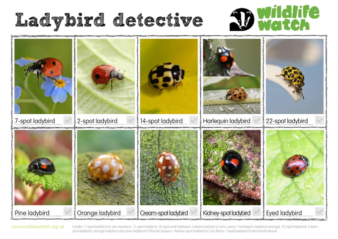 Poster titled 'Ladybird Detective' by Wildlife Watch, displaying images and names of various ladybird species such as 7-spot ladybird, 2-spot ladybird, 14-spot ladybird, Harlequin ladybird, 22-spot ladybird, Pine ladybird, Orange ladybird, Cream-spot ladybird, Kidney-spot ladybird, and Eyed ladybird on leaf backgrounds.