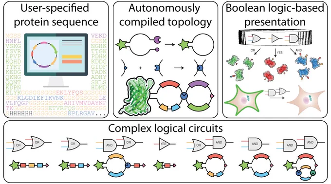 Harnessing the power of recombinant expression, we integrate emerging chemical biology tools to create topologically specified protein cargos that can be site-specifically tethered to and conditionally released from biomaterials following user-programmable Boolean logic. Critically, construct topology is autonomously compiled during expression through spontaneous intramolecular ligations, enabling direct and scalable synthesis of advanced operators. Using this framework, we specify protein release from biomaterials following all 17 possible YES/OR/AND logic outputs from input combinations of three orthogonal protease actuators, multiplexed delivery of three distinct biomacromolecules from hydrogels, five-input-based conditional cargo liberation and logically defined protein localization on or within living mammalian cells.