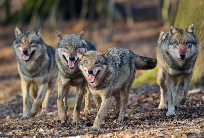 Wolfsrudel 
Foto: Rolfes/DJV