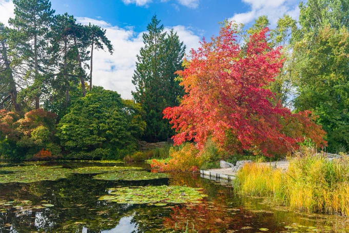 Autumn trees and foliage with a mix of green, red and yellow leaves surround a pond with waterlilies.