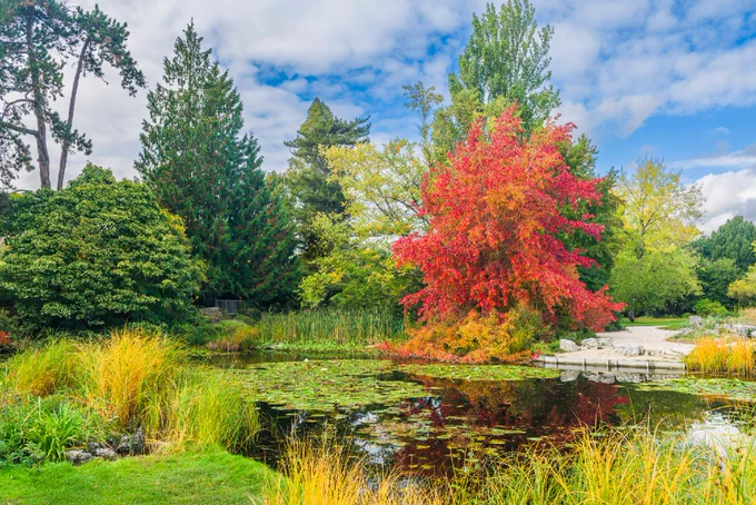 Autumn trees and foliage with a mix of green, red and yellow leaves surround a pond with waterlilies.