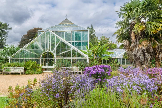 Vibrant purple and blue flowers with green foliage in front of a large glasshouse.