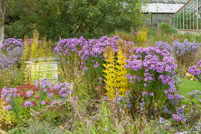 Vibrant purple and blue flowers with green foliage and yellow leaves.