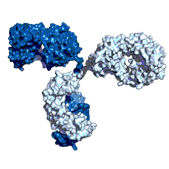 3D model of an antibody protein with dark and light blue regions showing its Y-shaped structure.

Credit: Alissa Hummer