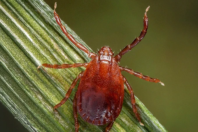 Asian longhorned tick