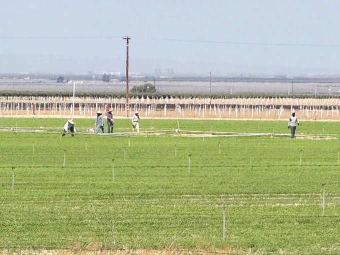 Farm workers setting up irrigation pipes in a carrot field