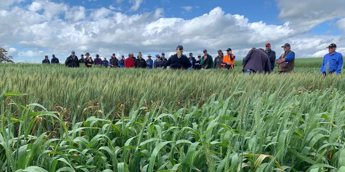 A group of individuals attending an outdoor agricultural event, standing in a field of wheat under a partly cloudy sky.
