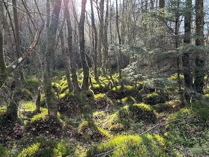 Pine forest