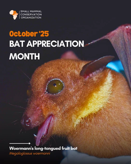 Woermann's long-tongued fruit bat (Megaloglossus woermanni)