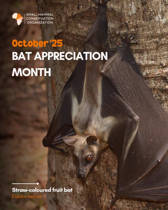 Straw-colored fruit bat (Eidolon helvum)