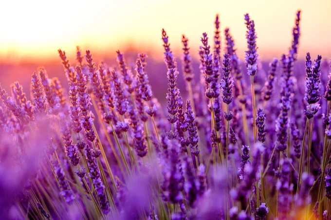 Close-up of vibrant purple lavender flowers glowing in warm sunset light.