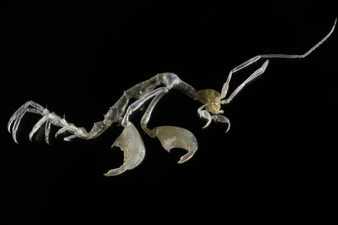 Foto de Wilfried Thomas de una especie de anfípodo, principal habitante que domina los bosques de coral mesofóticos del Archipiélago Canario,