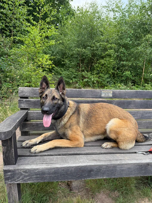 A German Shepherd cross Malinois police dog lying on a bench