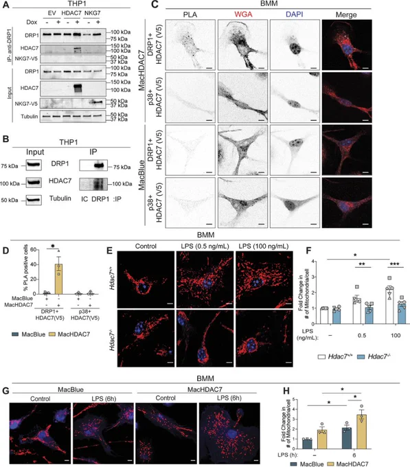 Figure showing HDAC7 associates with mitochondrial fission protein DRP1 and drives LPS-inducible fission in macrophages.
