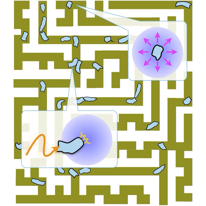 An illustration of the collective searching behavior of cells by optimally pairing cue generation and sensing depicted as blue shapes moving through a maze. A close-up image of one of the cells depicts optimal cue generation, shown as a cell inside a purple circle with a halo of pink arrows pointing away from the cell. Below is another close-up image showing optimal cue sensing, shown as a cell with antibody-shaped protrusions on one end traveling along a zigzag path towards a purple circle. 