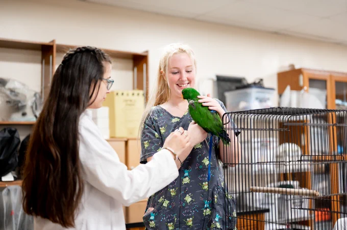 Two Vet Tech students in a lab, with one holding a green parrot and the other observing.