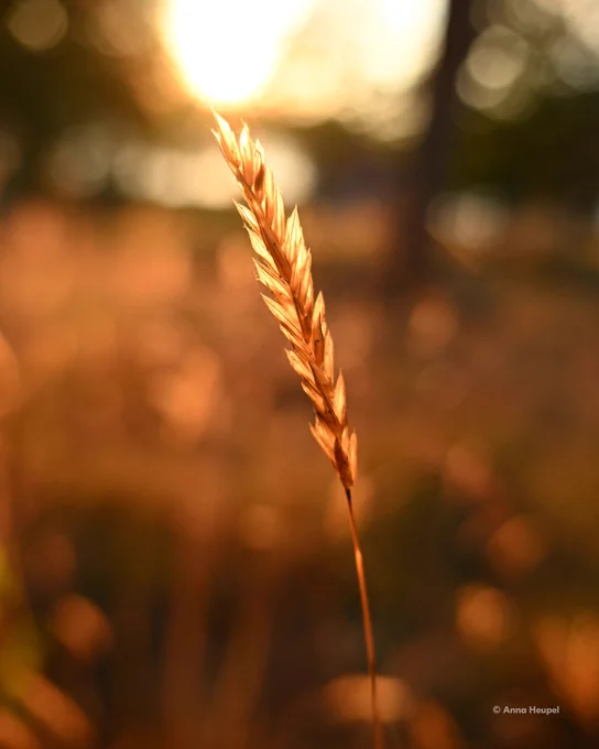 A photo of a single wheat stalk in golden sunlight, captured with a shallow depth of field. On-screen text in the lower righthand corner reads “© Anna Heupel.”
