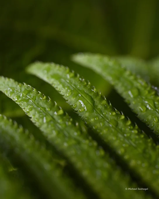 A close-up photo of green fern leaves with water droplets, captured using shallow depth of field. On-screen text in the lower righthand corner reads: “© Michael Seehagel.”