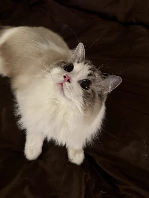 A bicolor white cat with seal-colored markings, looking upwards with big wide dark eyes. 