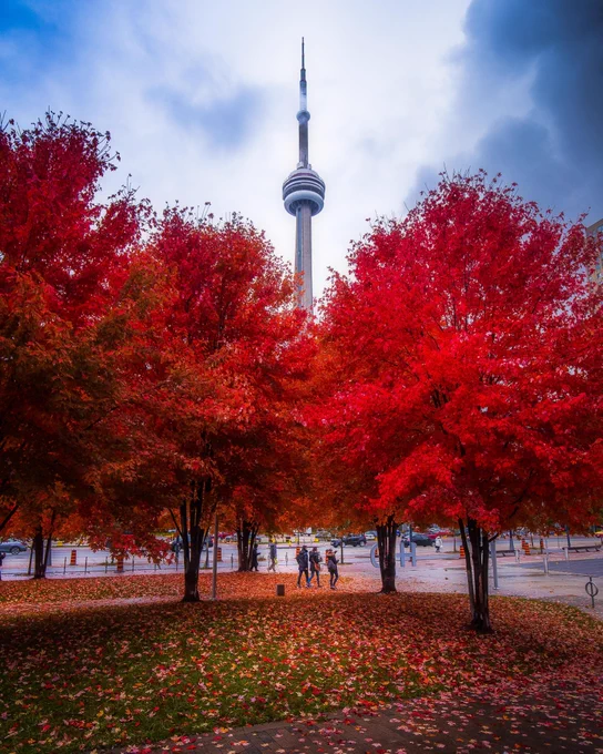 Red Tree and maple leaves Toronto 