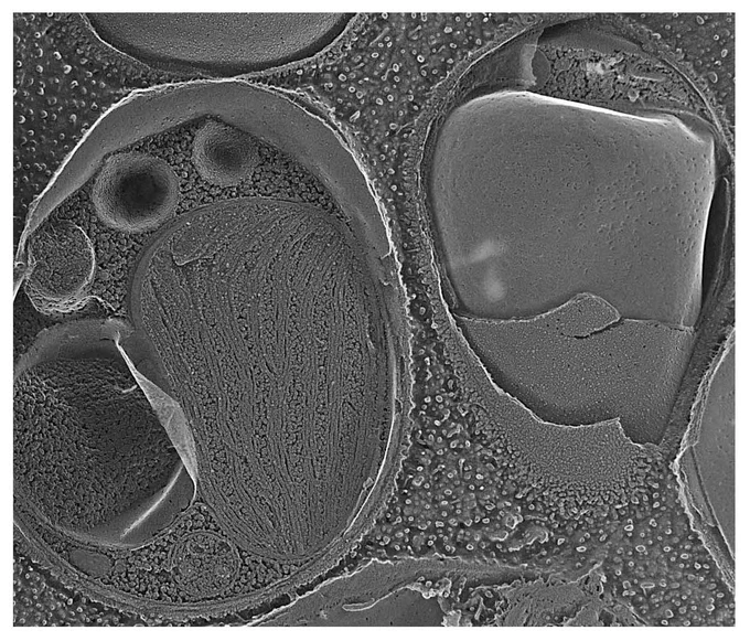 Two Nanochloropsis gaditana cells visualized by quick-freeze deep-etch electron microscopy. Left cell displays a chloroplast containing thylakoids, a nucleus, a mitochondrion, and a fracture face of the plasma membrane. In the right cell, the innermost membrane, marked with pits, is the fractured outer membrane of the chloroplast envelope, above which is the fractured outer membrane of the chloroplast ER, above which is the granular cell wall.