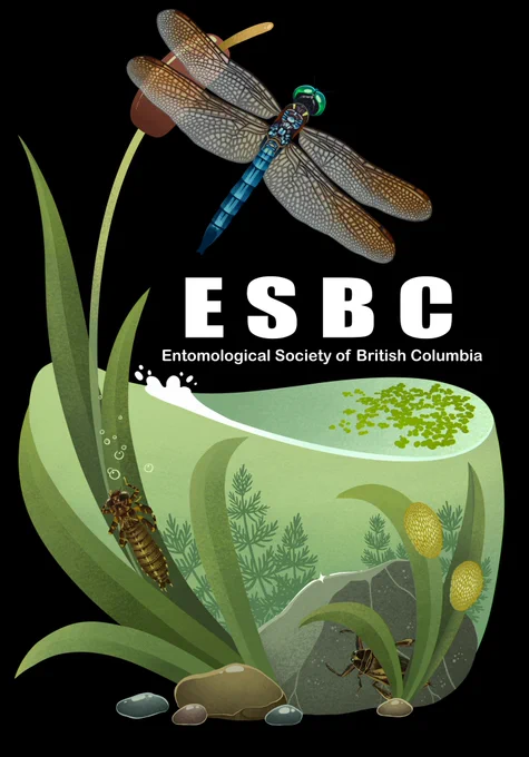 A new entomological society of British Columbia (ESBC) t-shirt design. The design features a adult dragonfly perched on cattail, and below the water a dragonfly nymph perches on the same cattail. Watching from behind a rock is a giant waterbug.