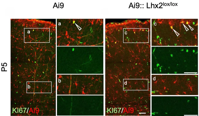 Figure 2 - Differential proliferation of upper layer (UL) and deep layer (DL) astrocytes, panels B (left) and C (right). Left: At P5, KI67 immunostaining shows increased proliferation of Ai9  cells in the control UL (10%±1.61) versus the control DL (3%±1.2, **P=0.0054). Right: This is further increased in the mutant UL (17%±1.52, **P=0.002) but not in the mutant DL (3%±1.07, P=0.8).