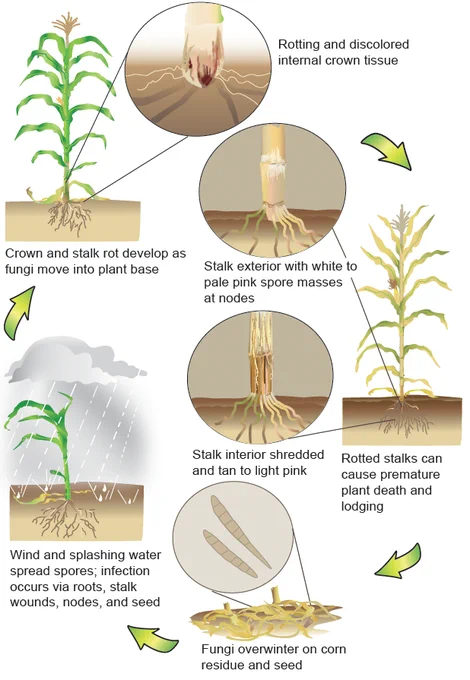 Illustration of the Fusarium stalk rot disease cycle demonstrating how the fungus overwinters in corn residue, is spread and infects the plant, and develops within the plant. 