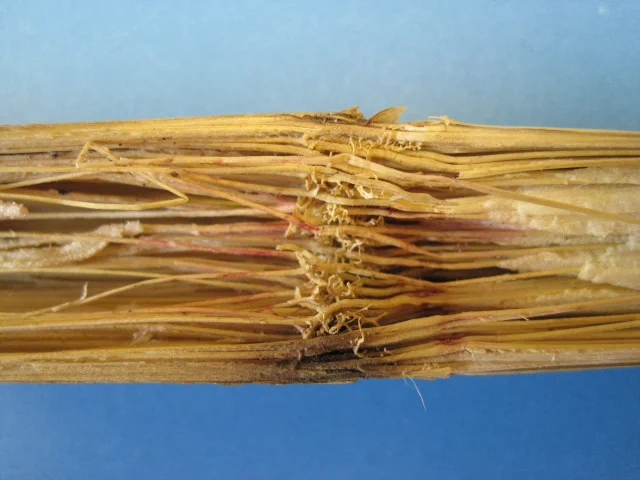 Split corn stalk showing degraded pith tissue and pink mold.