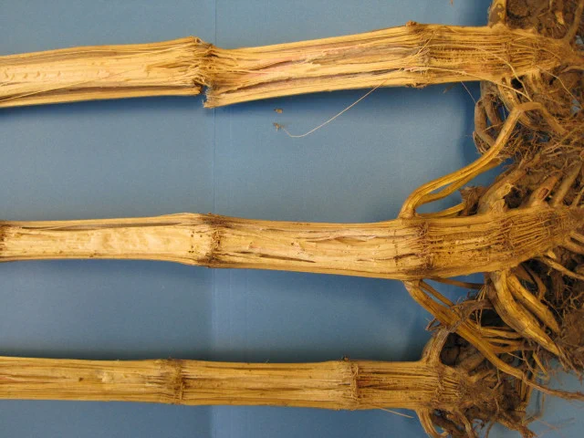 Three split stalks on a blue background showing pith that has rotted.