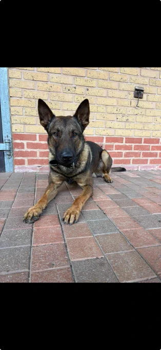 A belgian malinois police dog lying on a tiled floor